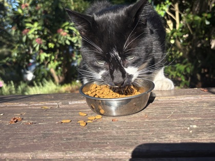 View This Cat Photo #3