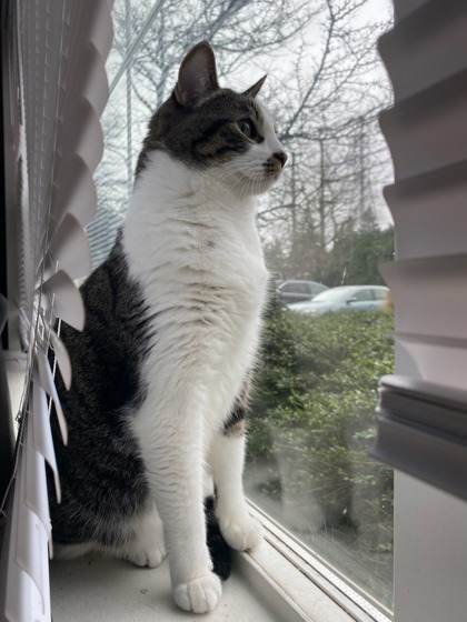 View Fritz the Cat Photo #2