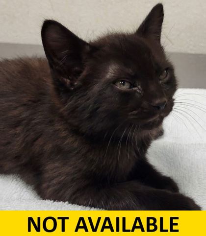 Help Rehome This Cat Lemon