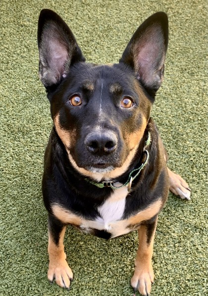 Eugene Emeralds - Stop by our tent at Greenhill Humane Society Bark in the  Park! Say hi to Sluggo and get more info about our dog day!