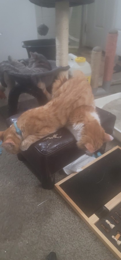 View Ron the Cat Photo #2