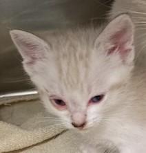Missy Kit 2