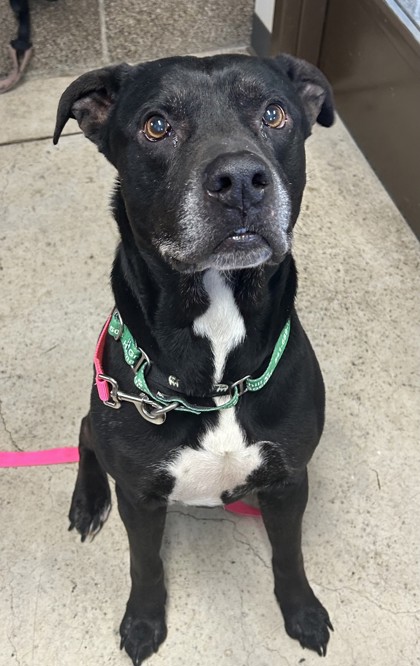 View Jolly Joe the Dog Photo #2