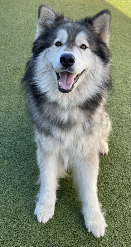 View Bilbo Waggins the Dog Photo #3