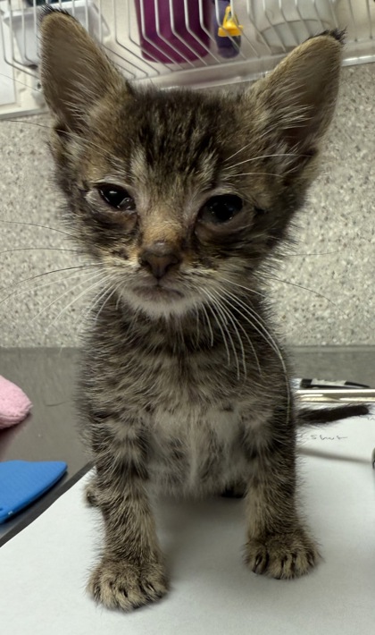 Help Rehome This Cat Linn