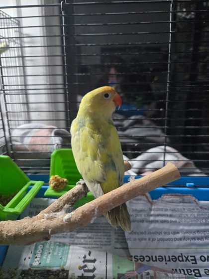 Lemon