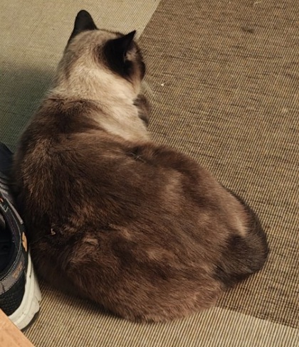 View Frankie the Cat Photo #2