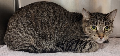 View Benjamina the Cat Photo #2