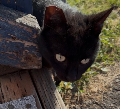 View Ozwald / Ozzie the Cat Photo #2