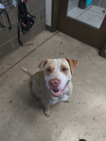 View Spark Plug the Dog Photo #3