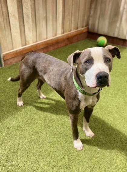 View Jimothy the Dog Photo #2
