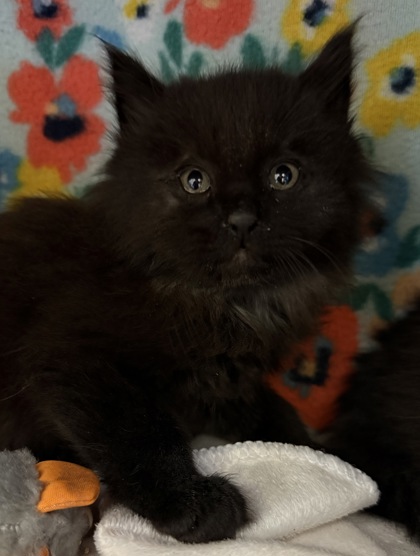 EP Kitten 2