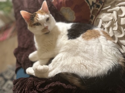 View Moonpie the Cat Photo #2