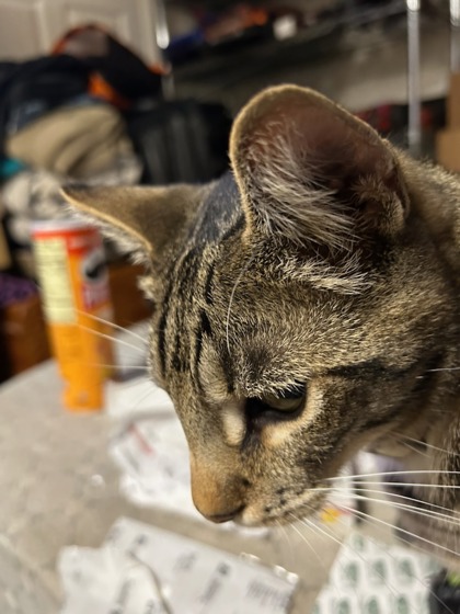 View Rocky the Cat Photo #3