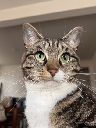 Have You Seen Remy? remy