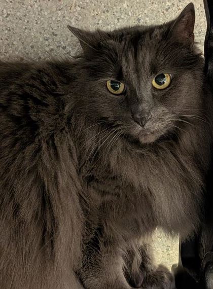 View Natasha the Cat Photo #3