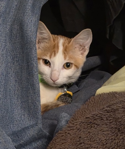 View Opal the Cat Photo #3