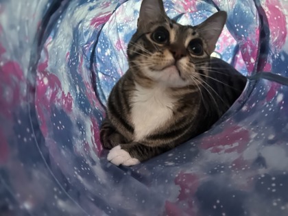 View Peewee the Cat Photo #2