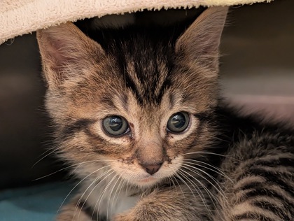 Tiny Tina
