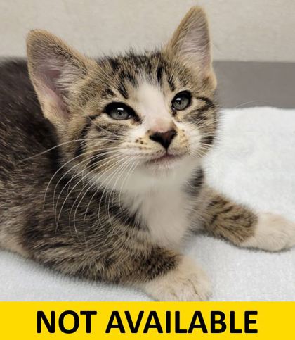 Help Rehome This Cat Rutabaga