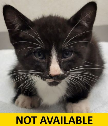 Help Rehome This Cat Papaya