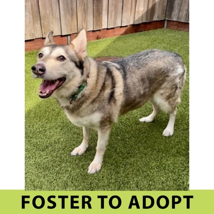 Mishka, adoptable senior Alaskan Husky/Mix