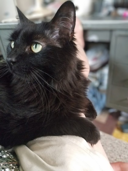 View Arnie the Cat Photo #2