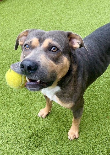 View Slate the Dog Photo #3