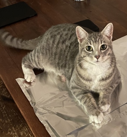 Have You Seen Hurley? Hurley