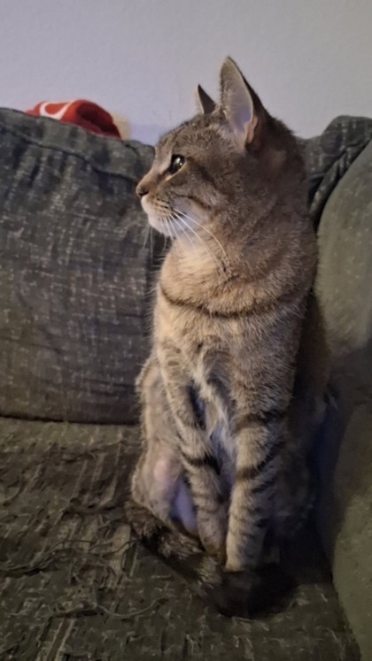 View Jynx the Cat Photo #3