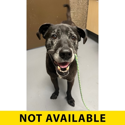 Oberon, adoptable senior Mixed Breed, Large (over 44 lbs fully grown)/Mix