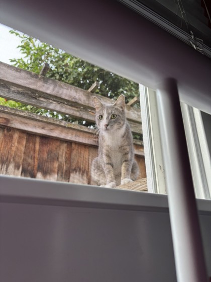 View This Cat Photo #3