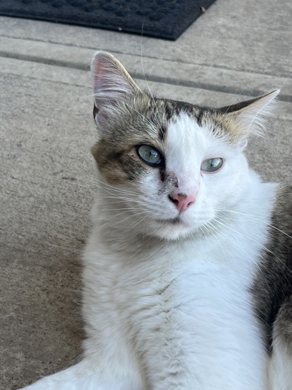 Help Rehome This Cat 61369662