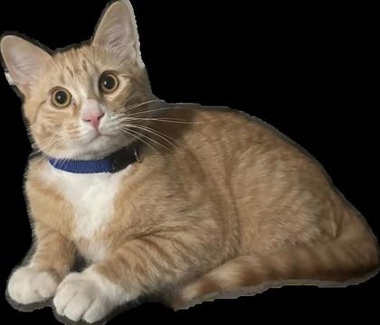 View Sunny the Cat Photo #2
