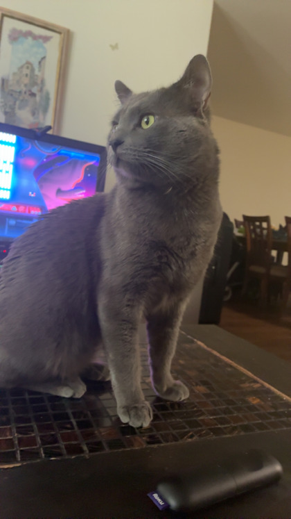 View Borris the Cat Photo #2