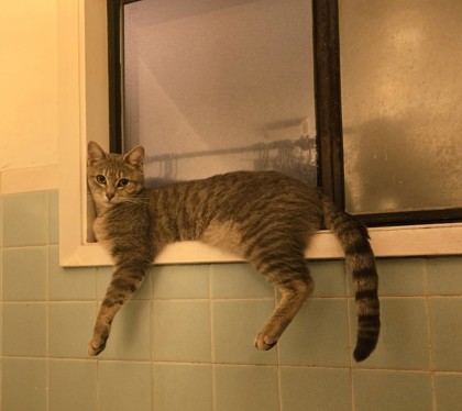 View Bjorn the Cat Photo #2