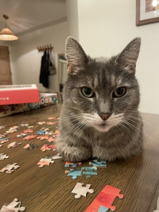 View Nugget the Cat Photo #2
