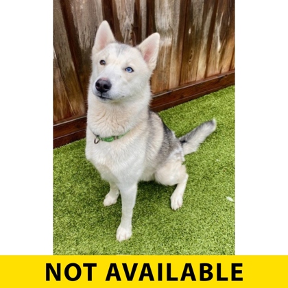 Photo of Kodiak