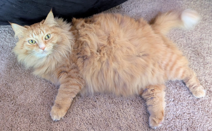 Khajiit