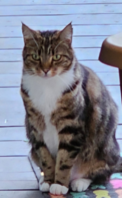 Have You Seen Daisy? Daisy