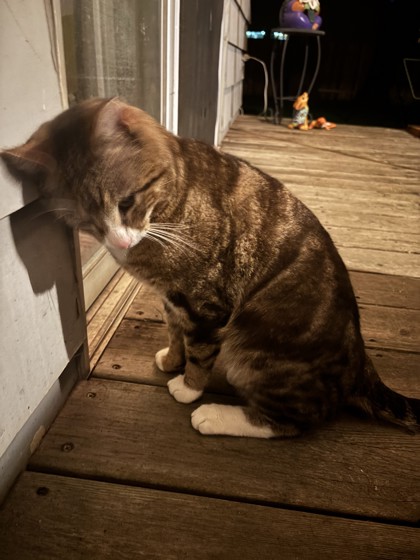 View This Cat Photo #2