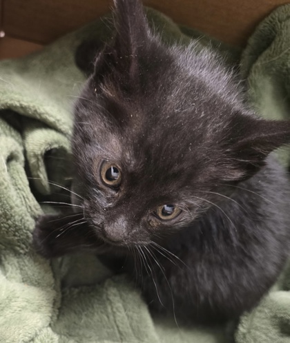EP Kitten 3