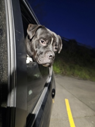 View This Dog Photo #2