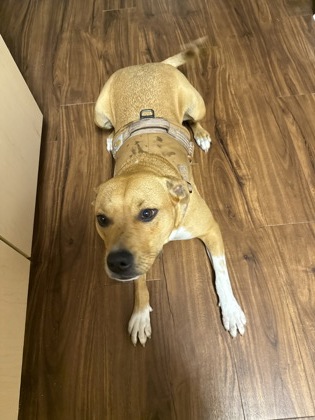 View This Dog Photo #2