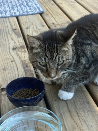 View Sam / Sammy the Cat Photo #3