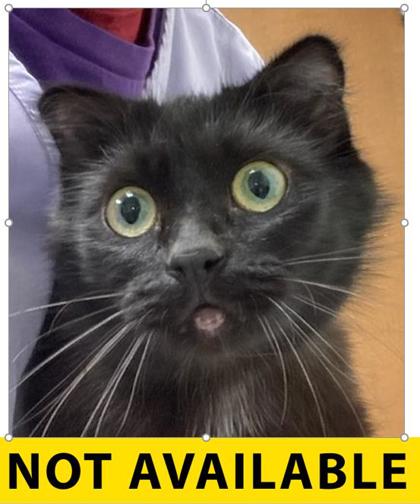 Photo of SB Cat 4