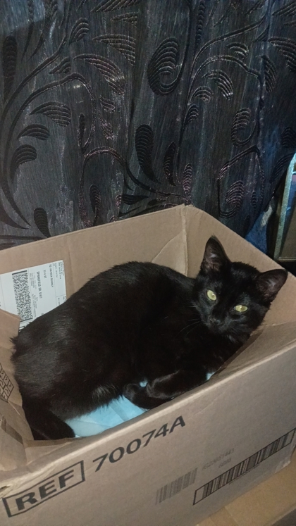 View Bellie the Cat Photo #2