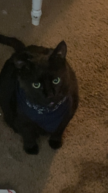 Meow Fur/Fat Cat