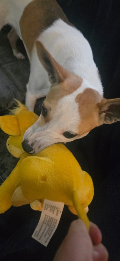 View Remi the Dog Photo #2