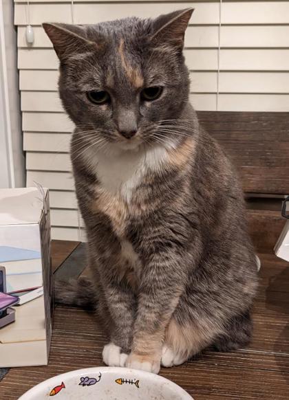 Juniper